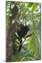 Hoolock Gibbon (Hoolock Leuconedys)Feeding-Dong Lei-Mounted Photographic Print