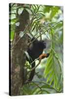 Hoolock Gibbon (Hoolock Leuconedys)Feeding-Dong Lei-Stretched Canvas