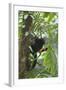 Hoolock Gibbon (Hoolock Leuconedys)Feeding-Dong Lei-Framed Photographic Print