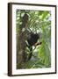 Hoolock Gibbon (Hoolock Leuconedys)Feeding-Dong Lei-Framed Photographic Print