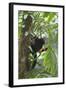 Hoolock Gibbon (Hoolock Leuconedys)Feeding-Dong Lei-Framed Photographic Print