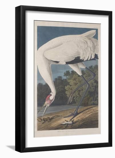 Hooping Crane, 1834-John James Audubon-Framed Giclee Print