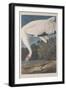 Hooping Crane, 1834-John James Audubon-Framed Giclee Print