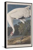 Hooping Crane, 1834-John James Audubon-Framed Stretched Canvas