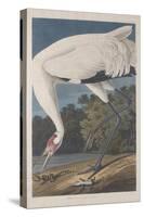 Hooping Crane, 1834-John James Audubon-Stretched Canvas