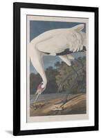 Hooping Crane, 1834-John James Audubon-Framed Giclee Print