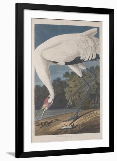 Hooping Crane, 1834-John James Audubon-Framed Giclee Print