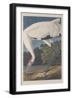 Hooping Crane, 1834-John James Audubon-Framed Premium Giclee Print
