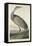 Hooping Crane, 1835-John James Audubon-Framed Stretched Canvas