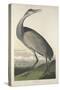 Hooping Crane, 1835-John James Audubon-Stretched Canvas