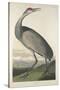 Hooping Crane, 1835-John James Audubon-Stretched Canvas