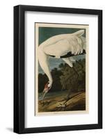 Hooping Crane-John James Audubon-Framed Giclee Print