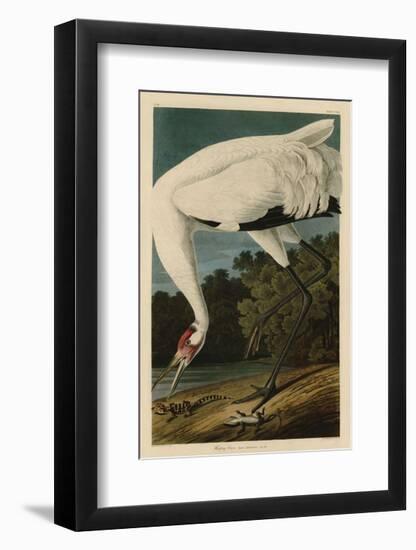 Hooping Crane-John James Audubon-Framed Giclee Print