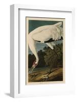 Hooping Crane-John James Audubon-Framed Giclee Print