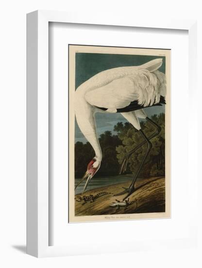 Hooping Crane-John James Audubon-Framed Giclee Print