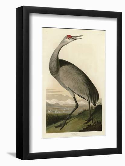 Hooping Crane-John James Audubon-Framed Art Print