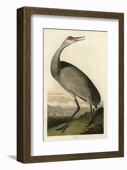 Hooping Crane-John James Audubon-Framed Art Print