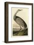 Hooping Crane-John James Audubon-Framed Art Print