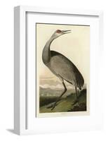 Hooping Crane-John James Audubon-Framed Art Print