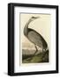 Hooping Crane-John James Audubon-Framed Giclee Print