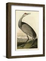 Hooping Crane-John James Audubon-Framed Giclee Print