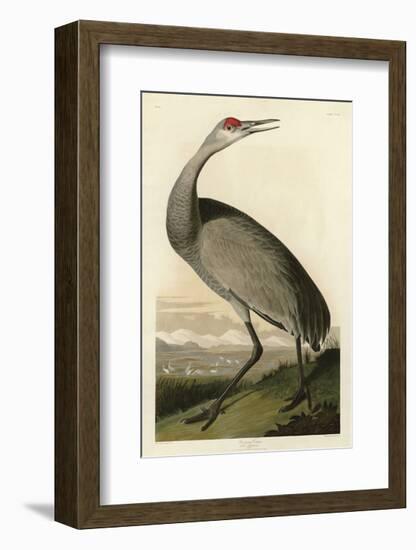 Hooping Crane-John James Audubon-Framed Giclee Print