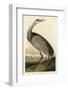 Hooping Crane-John James Audubon-Framed Giclee Print