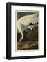 Hooping Crane-John James Audubon-Framed Art Print