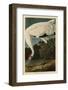 Hooping Crane-John James Audubon-Framed Art Print