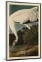 Hooping Crane-John James Audubon-Mounted Art Print