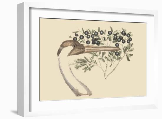 Hooping Crane-Mark Catesby-Framed Art Print