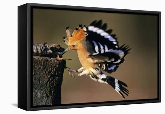 Hoopoe Bird Feeding Young in Flight-null-Framed Stretched Canvas