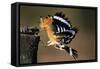 Hoopoe Bird Feeding Young in Flight-null-Framed Stretched Canvas