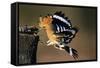 Hoopoe Bird Feeding Young in Flight-null-Framed Stretched Canvas