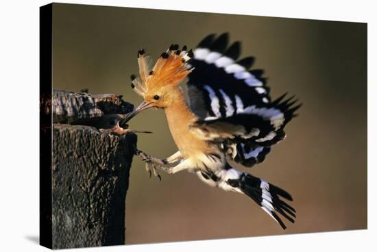 Hoopoe Bird Feeding Young in Flight-null-Stretched Canvas