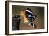 Hoopoe Bird Feeding Young in Flight-null-Framed Photographic Print