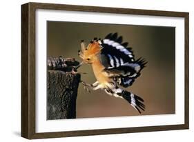 Hoopoe Bird Feeding Young in Flight-null-Framed Photographic Print