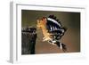 Hoopoe Bird Feeding Young in Flight-null-Framed Photographic Print