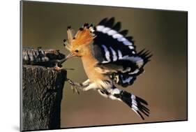 Hoopoe Bird Feeding Young in Flight-null-Mounted Photographic Print