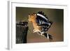 Hoopoe Bird Feeding Young in Flight-null-Framed Photographic Print