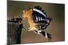 Hoopoe Bird Feeding Young in Flight-null-Mounted Photographic Print