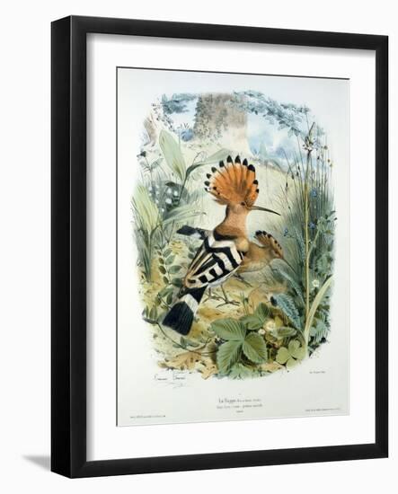 Hoopoe (Upupa Epops) (Colour Litho)-Edouard Travies-Framed Giclee Print