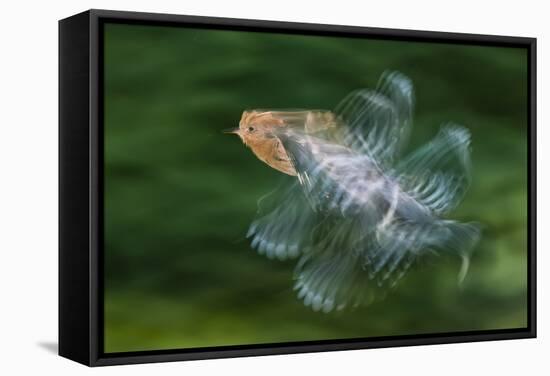 Hoopoe (Upupa Epops) in Flight, Hungary. Multi Flash, Long Exposure-Bence Mate-Framed Stretched Canvas