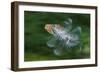 Hoopoe (Upupa Epops) in Flight, Hungary. Multi Flash, Long Exposure-Bence Mate-Framed Photographic Print