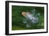 Hoopoe (Upupa Epops) in Flight, Hungary. Multi Flash, Long Exposure-Bence Mate-Framed Photographic Print