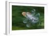 Hoopoe (Upupa Epops) in Flight, Hungary. Multi Flash, Long Exposure-Bence Mate-Framed Photographic Print