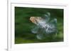 Hoopoe (Upupa Epops) in Flight, Hungary. Multi Flash, Long Exposure-Bence Mate-Framed Photographic Print