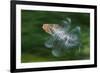 Hoopoe (Upupa Epops) in Flight, Hungary. Multi Flash, Long Exposure-Bence Mate-Framed Photographic Print