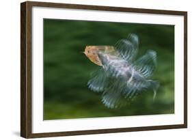 Hoopoe (Upupa Epops) in Flight, Hungary. Multi Flash, Long Exposure-Bence Mate-Framed Photographic Print