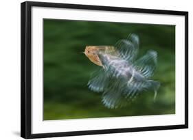 Hoopoe (Upupa Epops) in Flight, Hungary. Multi Flash, Long Exposure-Bence Mate-Framed Photographic Print